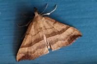 Hypena proboscidalis