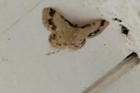 Idaea trigeminata