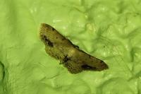Idaea dimidiata