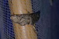 Pasiphila rectangulata