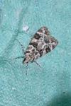 Eudonia delunella