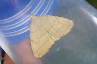 Pechipogo strigilata