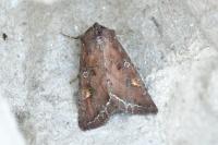 Lacanobia oleracea