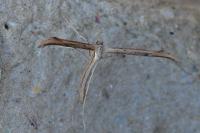 Emmelina monodactyla