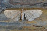 Eupithecia haworthiata
