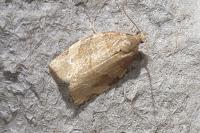 Pandemis cerasana