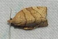 Pandemis cerasana