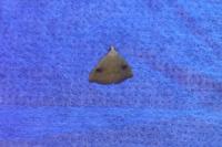 Rivula sericealis