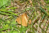 Angerona prunaria