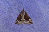 Hypena crassalis
