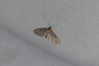 Eupithecia