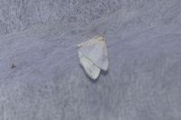 Lomographa