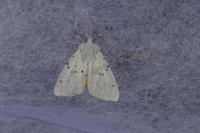 Spilosoma lubricipeda
