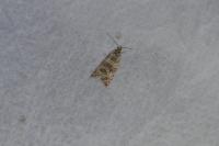 Celypha rivulana