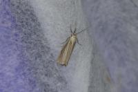 Chrysoteuchia culmella