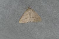 Petrophora chlorosata