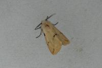 Spilarctia lutea