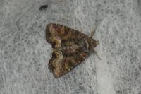 Oligia strigilis/versicolor/latruncula