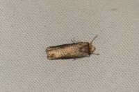 Axylia putris