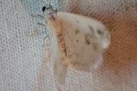 Lomographa temerata