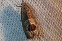 Notocelia uddmanniana
