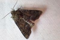 Oligia strigilis/versicolor/latruncula