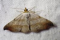 Laspeyria flexula
