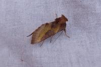 Diachrysia chrysitis