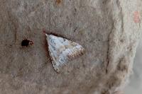 Nola aerugula