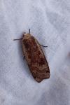 Noctua pronuba