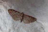 Eupithecia satyrata