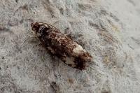 Endothenia gr. gentianaeana