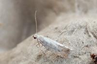 Coleophora