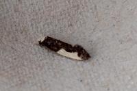 Monopis monachella