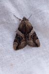 Catocala fulminea