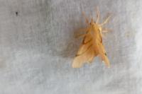 Ennomos erosaria