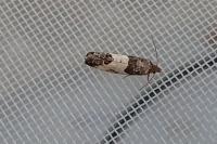 Spilonota ocellana