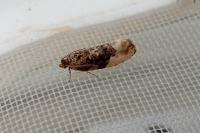 Hedya nubiferana