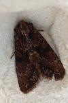Apamea monoglypha monoglypha