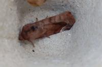 Cosmia pyralina