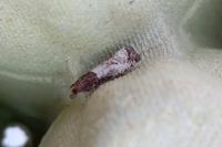 Notocelia roborana
