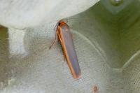 Manulea complana