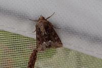 Oligia