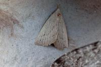 Macrochilo cribrumalis