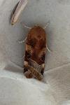 Noctua fimbriata