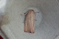 Mythimna pudorina