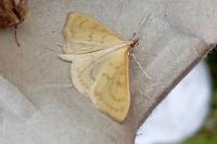 Paratalanta hyalinalis