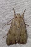 Apamea lithoxylaea
