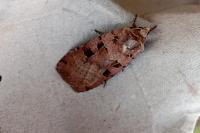Xestia triangulum