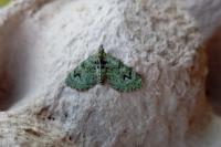 Chloroclystis v-ata